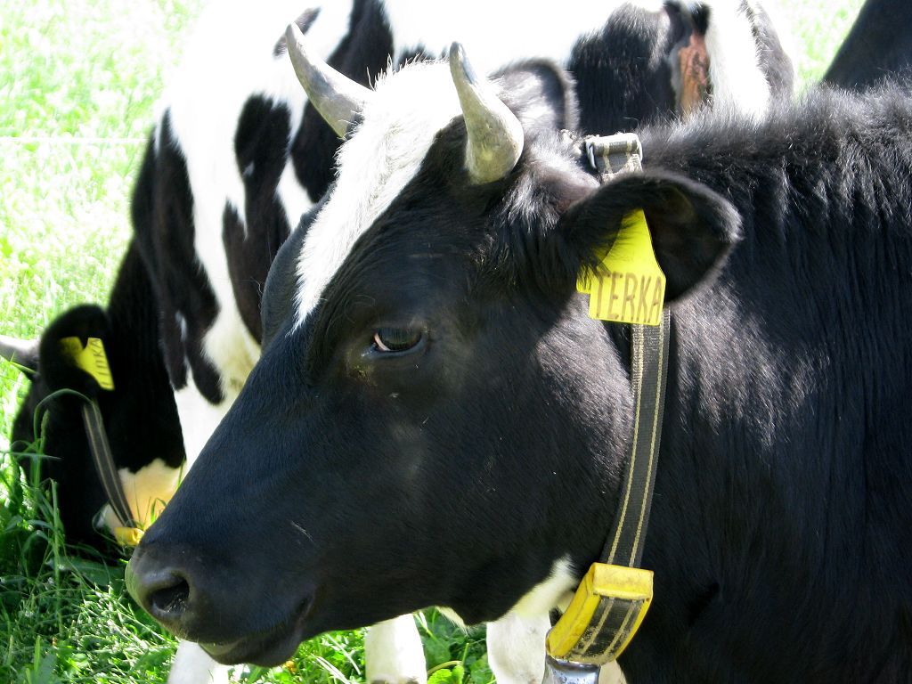 Oldřišov: BSE u krávy test potvrdil. Utratí se dvanáct kusů - Opavský a  hlučínský deník
