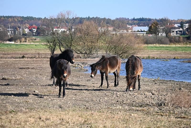 Kozmické ptačí louky objektivem Edith Vrchovecké.