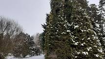 Novodvorské arboretum v zimním období. 23. ledna 2022, Stěbořice.