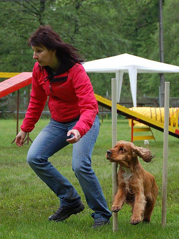 Klubové závody. Ty se konaly v sobotu pod záštitou oblastní skupiny agility Katmaj Opava v Městských sadech v Opavě.