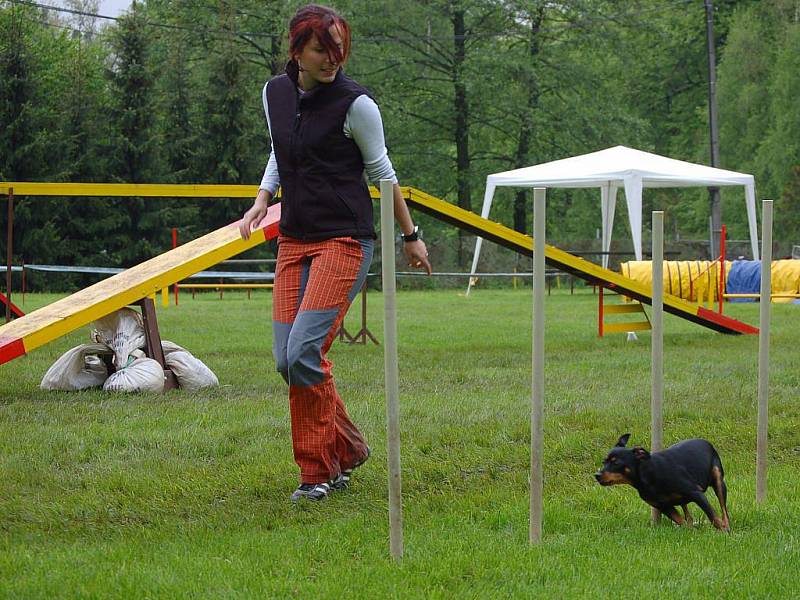 Klubové závody. Ty se konaly v sobotu pod záštitou oblastní skupiny agility Katmaj Opava v Městských sadech v Opavě.