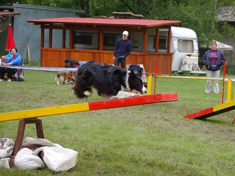 Klubové závody. Ty se konaly v sobotu pod záštitou oblastní skupiny agility Katmaj Opava v Městských sadech v Opavě.