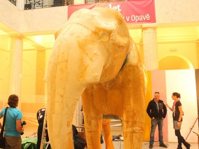 V průběhu příštího měsíce se v Historické výstavní budově Slezského zemského muzea bude intenzivně pracovat na dokončení velkého preparátu slona indického.