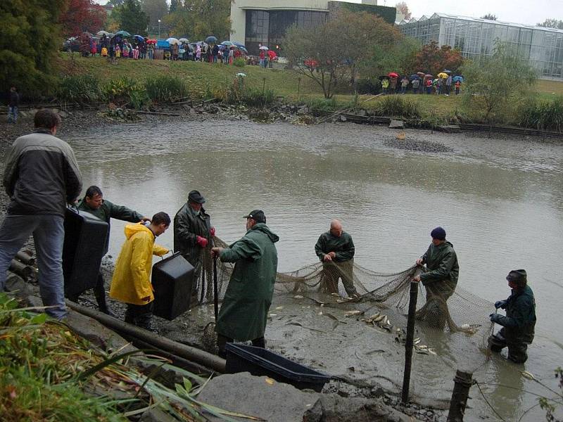 Ani déšť neodradil desítky lidí od prvního veřejného výlovu rybníka v Arboretu Nový Dvůr.