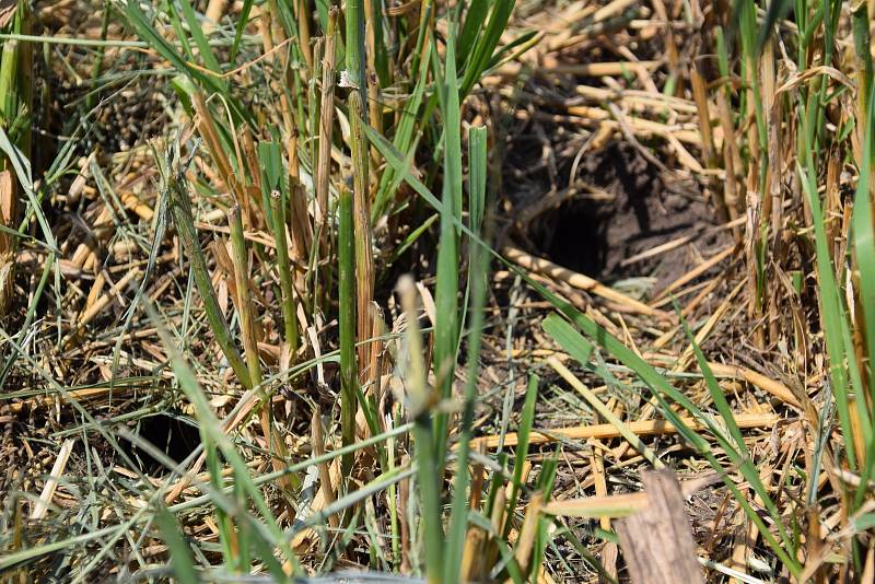 Hraboš polní páchá škody také na ječmeni a ozimé pšenici.