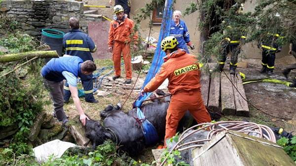 Čtyři jednotky hasičů se podílely ve středu odpoledne v Kružberku na úspěšné záchraně dospělého koně, který spadl do hluboké studny.