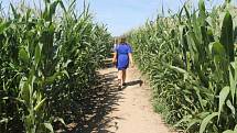 Cesty v opavském kukuřičném labyrintu jsou dlouhé přibližně tři a půl kilometru.