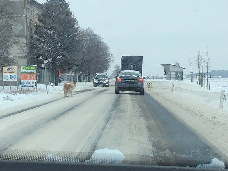 Zima na Opavsku a Vítkovsku. Pes na tahu Opava - Olomouc