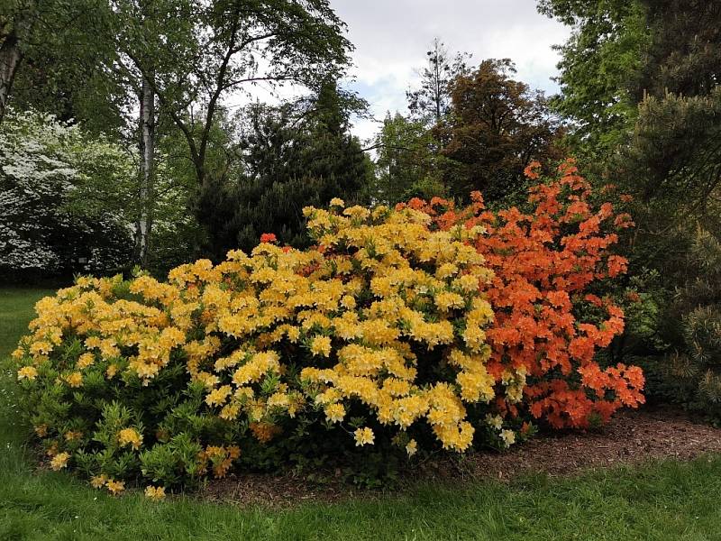 Arboretum Nový Dvůr u Opavy.