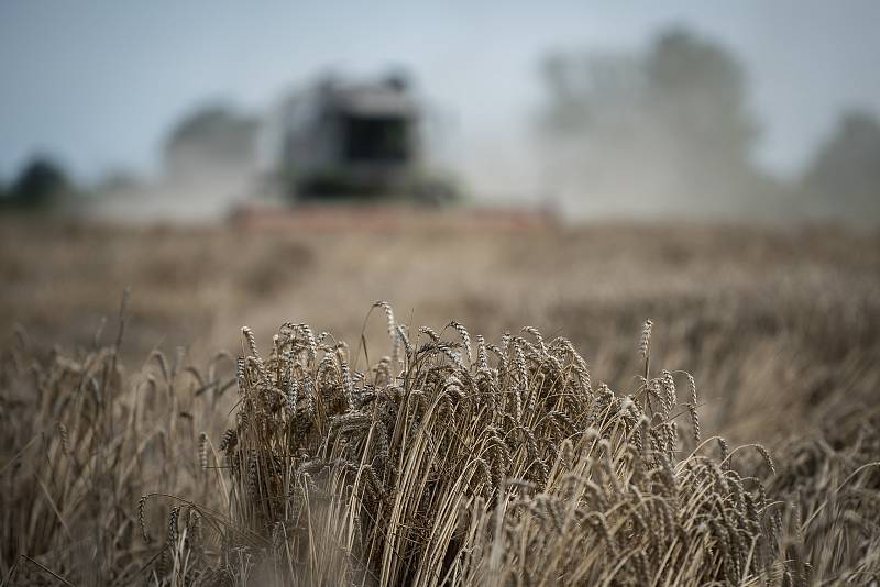 Žně u Opavy, 7. sprna 2019. V Hlavnici pomáhají Slováci.