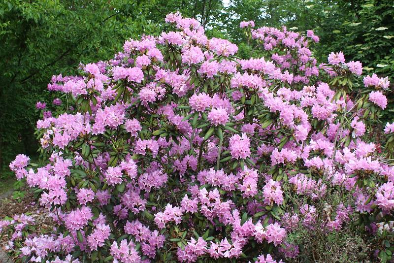 Arboretum Nový Dvůr.