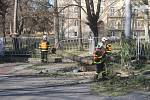 Provoz na jedné z nejvytíženějších dopravních tepen v Opavě, Olomoucké ulici, v pátek před polednem výrazně zkomplikoval vzrostlý strom, který se pravděpodobně následkem silného větru zlomil a zřítil přímo do silnice, kudy denně projíždí stovky aut.