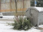 Vánoční strom ležící vedle kontejneru na odpadky. V Opavě nyní běžný obrázek.