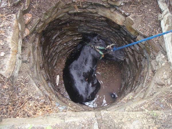 Čtyři jednotky hasičů se podílely ve středu odpoledne v Kružberku na úspěšné záchraně dospělého koně, který spadl do hluboké studny.