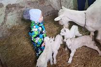 Málovídaný jev se udál ve Velkých Heralticích. Koza místní chovatelky má pět kůzlat.