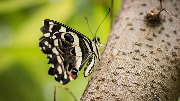 Výstava tropických motýlů v arboretu. Ilustrační foto.