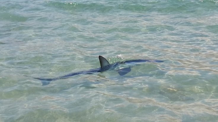 Kvůli žralokovi v blízkosti pláže museli plavčíci vyzvat asi pět lidí, aby urychleně vylezli z vody ven.