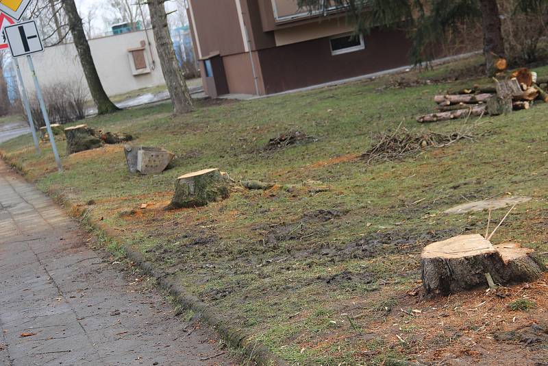 Občané Hlučína protestovali proti kácení stromů ve vnitrobloku mezi ulicemi Tyršova, Komenského a Zahradní.