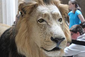 Preparát lva indického Sohana ve Slezském zemském muzeu. 23. června 2022, Opava.