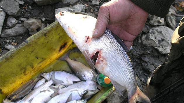 Kormorán likviduje malé i velké ryby. Ty, které není schopen spolknout, prostě jen vyžere a nechá na břehu.