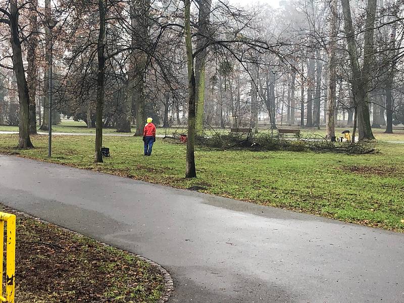 Likvidace jmelí v Městských sadech.