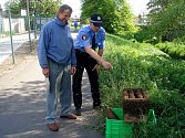 Při odchytu včelstva zajišťovala bezpečnost kolemjdoucích městská policie.