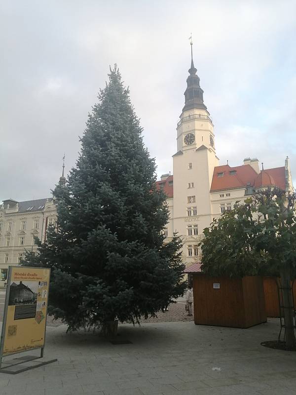 Jedle stříbrná na Horním náměstí, středa 18. listopadu 2020.