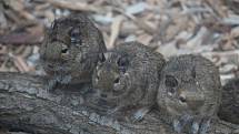 Arboretum Nový Dvůr. Osmák degu.