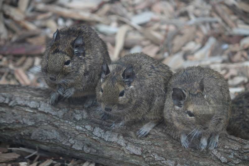 Arboretum Nový Dvůr. Osmák degu.