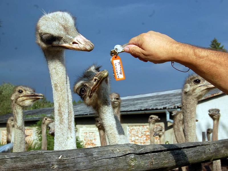 Pštrosy přitahují lesklé předměty jako například klíče.