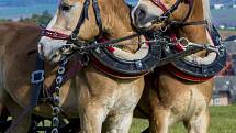 Na louce nad Mikolajicemi, které se mezi místními přezdívá Buček, proběhl už devatenáctý ročník mikolajické Hubertovy jízdy. Akce se zúčastnilo celkem osmdesát koní.