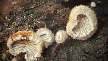 Lesy na Opavsku jsou domovem zajímavých houbařských lahůdek.