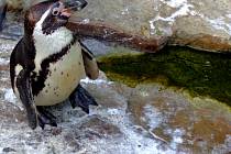 Vydrýsci i tučňáci dostali krmení - ryby.