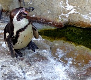 Vydrýsci i tučňáci dostali krmení - ryby.
