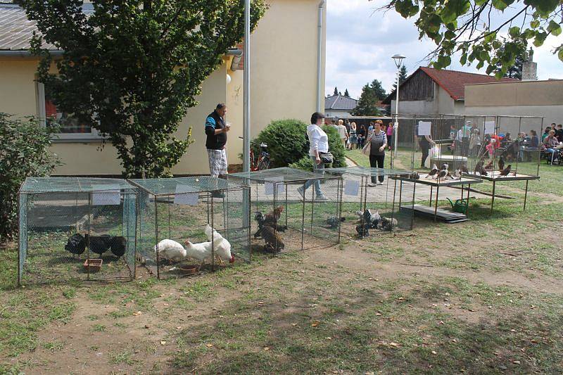 Letošní sezona byla na sklizeň zelí takřka katastrofická. Přesto se obec i zemědělský podnik snažily, aby návštěvníkům tradiční otické akce zelí nescházelo.