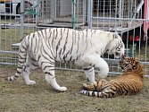 Bílý tygr z Berousek cirkusu Sultán.