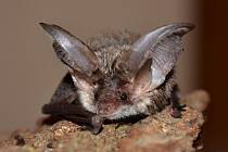 Do Mezinárodní noci pro netopýry se zapojí i Opava.