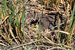 Hraboš polní páchá škody také na ječmeni a ozimé pšenici.