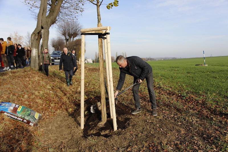 V den státního svátku 17. listopadu vysadili zástupci Moravskoslezského kraje třicet stromů v aleji v Radkově na Opavsku. Foto: Archiv Moravskoslezského kraje