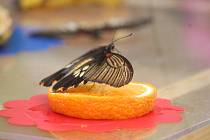 Výstava Kouzlo živých motýlů v Arboretu Nový Dvůr. 7. června 2023.