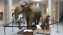 Preparát slona indického Calvina a jeho mláděte Sumitry z ostravské zoo jsou k vidění ve Slezském zemském muzeu.