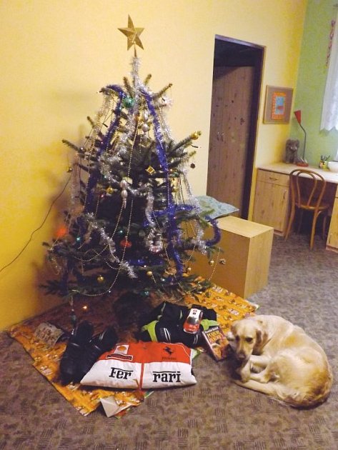Vánoční stromek v Klokánku a pod ním dárky, které dětem darovali lidé. Střeží je fenka Lusy, kterou její předchozí majitel týral a dnes je pro děti z Klokánku nejlepším přítelem.