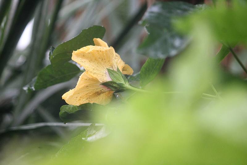 Novodvorské arboretum v zimním období. 23. ledna 2022, Stěbořice.