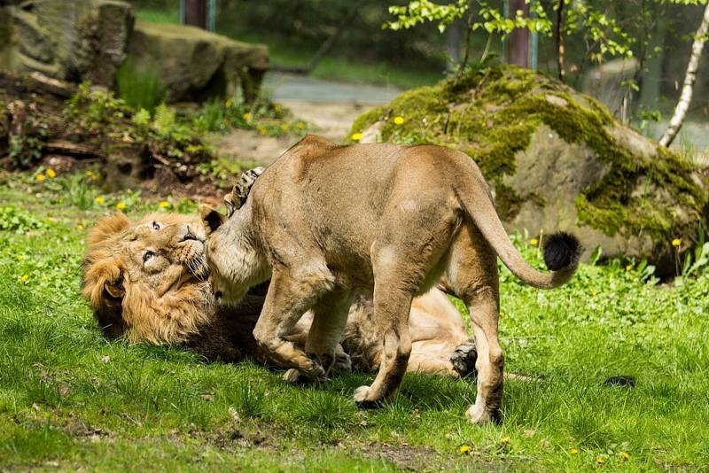 Lvi indičtí v Zoo Ostrava.