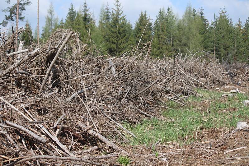 Chřadnutí lesů a nadměrná těžba kůrovcem napadených stromů je v Moravskoslezském kraji velkým problémem.