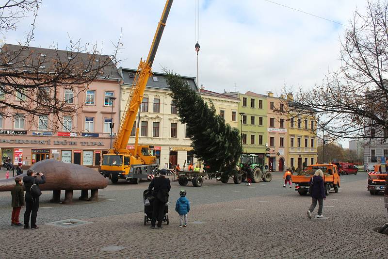 Instalace jedle obrovské na Dolním náměstí, středa 18. listopadu 2020.