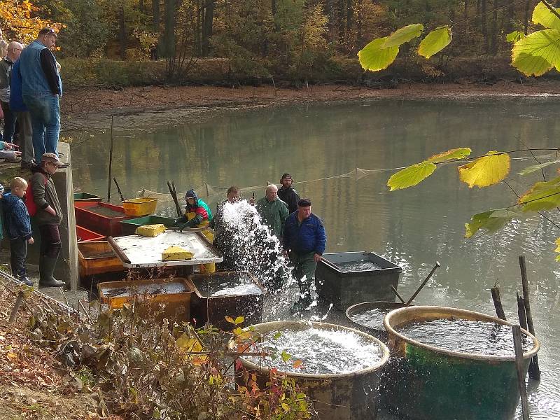 Výlov rybníka ve Slavkově, sobota 19. října 2019.