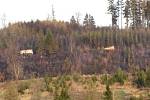 Sedm hektarů lesa v pátek zasáhl požár v Budišově nad Budišovkou na Opavsku.