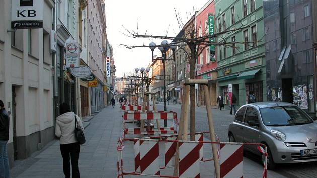 Tyto nové deštníkovité platany zdobí nyní celou Ostrožnou ulici.