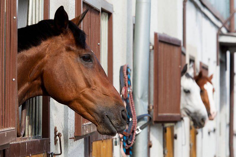 Parkurový svátek hostilo kolbiště v opavských Kateřinkách. Šlo o velkou událost, vždyť Skokový Pohár České pojišťovny má zvuk a právě ve slezské metropoli se jelo jeho šesté kvalifikační kolo, které bylo zároveň čtyřiadvacátým ročníkem Velké ceny Opavy.